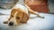 Beagle dog rests on a sofa in living room