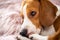 Beagle dog rests on a sofa in living room on fluffy pink cushion