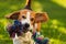 Beagle dog run outside towards the camera with colorful toy.