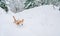 Beagle dog running in deep forest snow at mountain with funny ears in the air