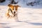 A Beagle dog running in a field covered in snow.