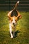 Beagle dog running on the lawn fast towards camera. Jumping and flying with the ball