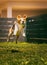 Beagle dog running on the lawn fast towards camera. Jumping and flying with the ball