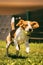Beagle dog running on the lawn fast towards camera. Jumping and flying with the ball