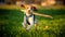 A Beagle dog running with a stick in its mouth in a grass field