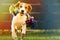 Beagle dog runs in garden towards the camera with colorful toy