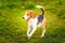 Beagle dog runs in garden towards the camera with green ball