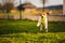 Beagle dog runs in garden towards the camera with green ball