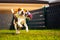 Beagle dog runs in garden towards the camera with rope toy. Sunny day dog fetching a toy.