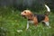 Beagle dog runs in the grass with its tail up, long ears