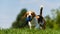 Beagle dog runs through green meadow towards camera