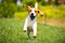 Beagle dog runs through green meadow towards camera