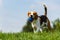 Beagle dog runs through green meadow towards camera