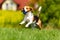 Beagle dog runs through green meadow towards camera