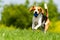 Beagle dog runs through green meadow towards camera