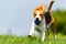 Beagle dog runs through green meadow towards camera