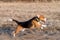 Beagle dog runs on spring field with last year`s grass on a sunny day