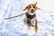 Beagle dog runs with a stick