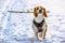 Beagle dog runs with a stick