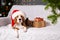 A beagle dog in a Santa Claus hat is lying on the sofa. T