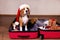 A beagle dog in a Santa Claus hat is sitting in a suitcase with clothes, gifts at home.