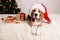 A Beagle dog in a Santa Claus hat is waiting for a holiday at home with gifts.