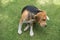 Beagle dog scratching on grass