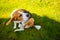 Beagle dog scratching himself in garden, skin rush concept