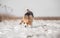 Beagle Dog Searching