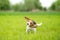 Beagle dog shaking his head