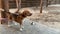 Beagle dog sitting on a chain. A purebred dog moves its tail.