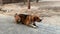 Beagle dog sitting on a chain. A purebred dog moves its tail.