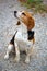 Beagle dog sitting and sniffing a trail represented by a portrait with ears forward and very expressive look Bokeh background