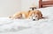 Beagle dog sleeps on his owners white clear bed