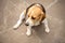 Beagle dog sleeps and rests, dog sleeps and dreams in the garden on a stone walkway.