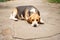 Beagle dog sleeps and rests, dog sleeps and dreams in the garden on a stone walkway.