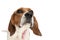 Beagle dog sniffing something around and wearing a pink bowtie