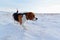 A Beagle dog in snow.