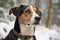 A beagle dog in the snowy forest,  Winter portrait of a dog