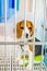 A beagle dog with splint to stabilize the left hind limb sitting in the cage