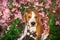 Beagle dog in spring flowers