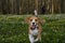 a beagle dog in a spring forest runs away from its owner, surrounded by forest flowers.