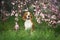 Beagle dog in spring garden