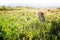 Beagle dog in spring wild flowers. Poppies among vineyard at sunset