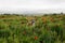 Beagle dog in spring wild flowers. Poppies among wheat at sunset