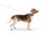 Beagle dog standing on a leash with a scarf around his neck