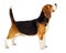 Beagle dog stands sideways