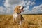 Beagle dog on stubble wheat field