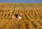 Beagle dog on stubble wheat field
