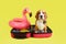 A beagle dog at a suitcase with things and a floating inflatable flamingo